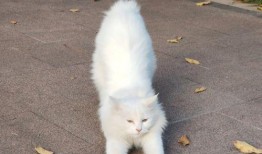 新瓜最新爆料猫小纯,揭秘娱乐圈背后的惊人真相