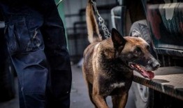 云南搜尸犬爆料视频最新,揭秘生死救援现场惊心动魄瞬间